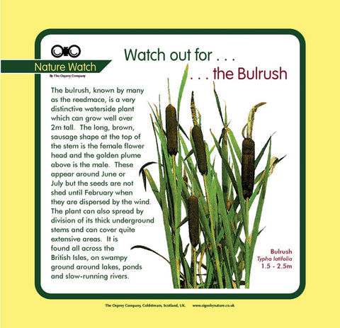 Bulrush Score Card 'Bulrush'' Nature Watch Panel – Osprey Signs