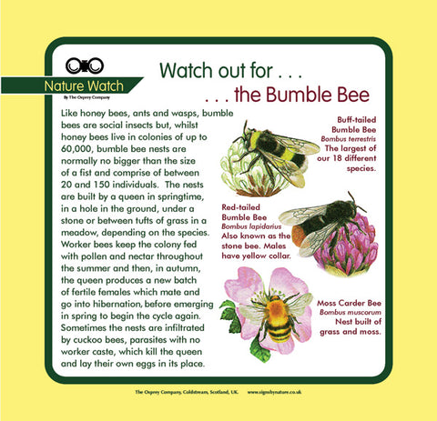 'Bumble bee' Nature Watch Panel