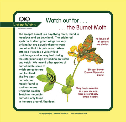 'Burnet moth' Nature Watch Panel