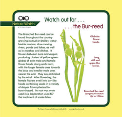 'Bur-reed' Nature Watch Panel