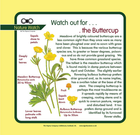'Buttercup' Nature Watch Panel