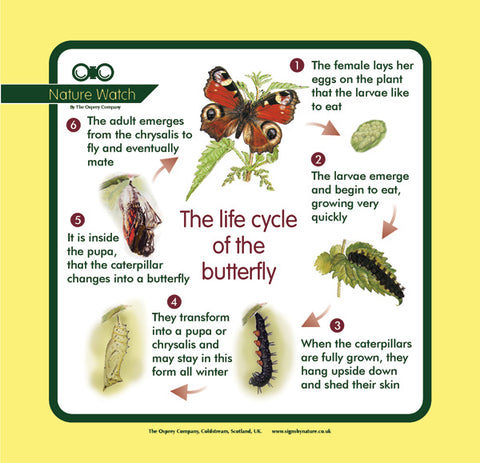 'Butterfly life cycle' Nature Watch Panel