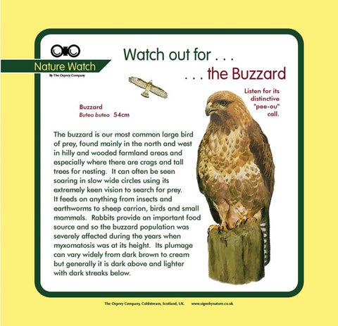 'Buzzard' Nature Watch Panel
