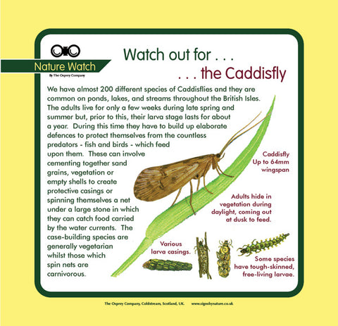 'Caddisfly' Nature Watch Panel