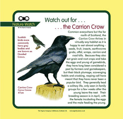 'Carrion crow' Nature Watch Panel