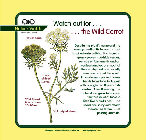 'Wild carrot' Nature Watch Panel