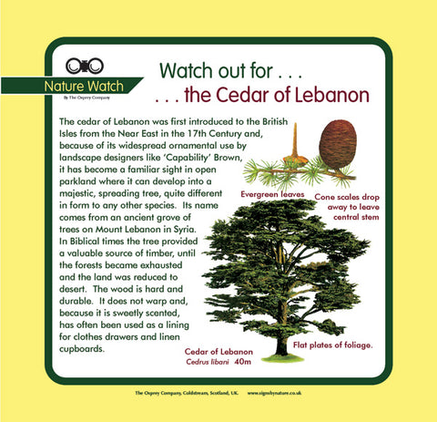 'Cedar of Lebanon' Nature Watch Panel