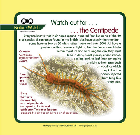 'Centipede' Nature Watch Panel