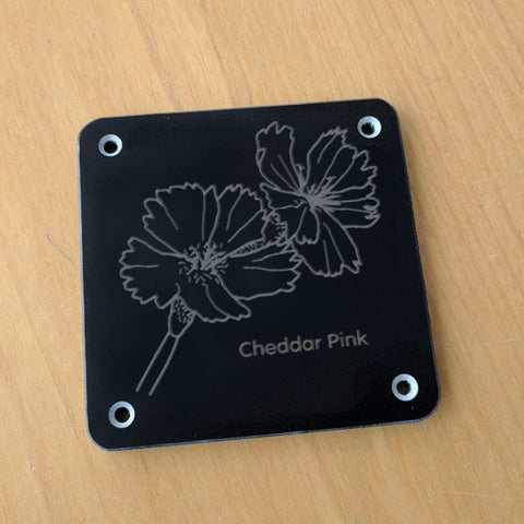 'Cheddar pink' rubbing plaque