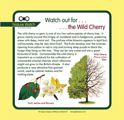 'Wild cherry' Nature Watch Panel