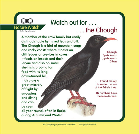'Chough' Nature Watch Panel