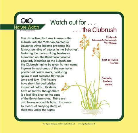 'Club rush' Nature Watch Panel