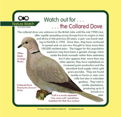 'Collared dove' Nature Watch Panel