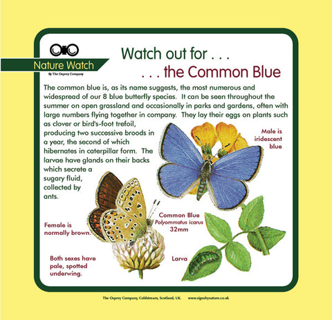 'Common blue' Nature Watch Panel