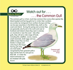 'Common gull' Nature Watch Panel