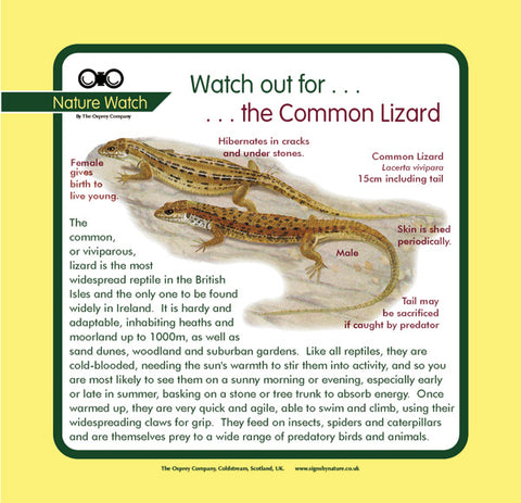 'Common lizard' Nature Watch Panel