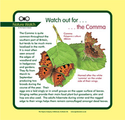'Comma butterfly' Nature Watch Panel