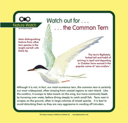 'Common tern' Nature Watch Panel