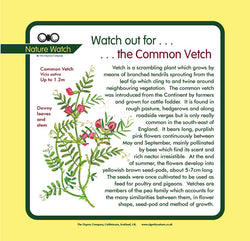 'Vetch' Nature Watch Panel