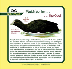 'Coot' Nature Watch Panel
