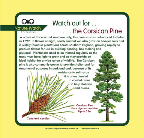 'Corsican pine' Nature Watch Panel