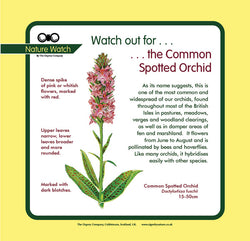 'Common spotted orchid' Nature Watch Panel