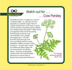 'Cow parsley' Nature Watch Panel