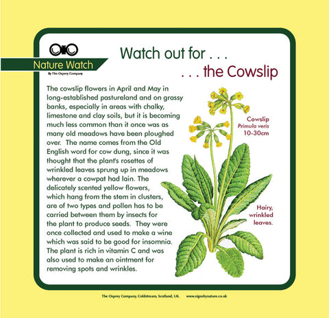 'Cowslip' Nature Watch Panel
