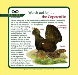 'Capercaillie' Nature Watch Panel