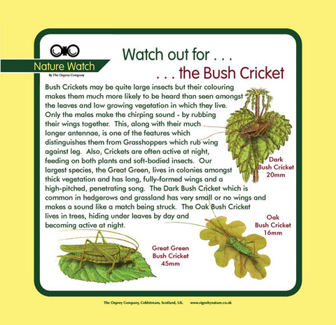 'Bush cricket' Nature Watch Panel