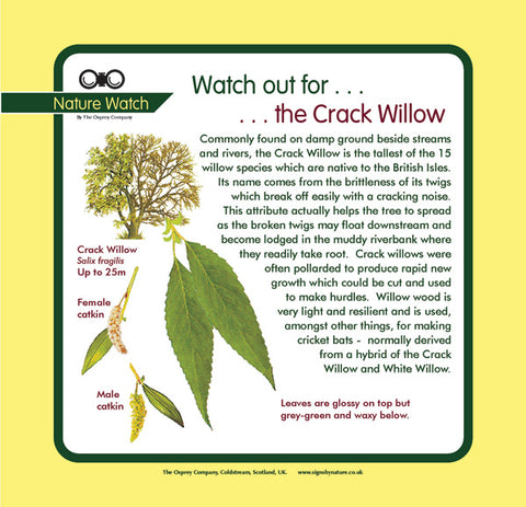 'Crack willow' Nature Watch Panel