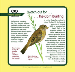 'Corn bunting' Nature Watch Panel