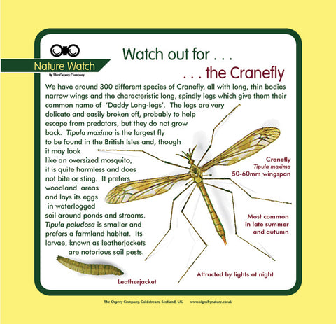 'Crane fly' Nature Watch Panel