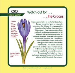 'Crocus' Nature Watch Panel
