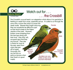 'Crossbill' Nature Watch Panel