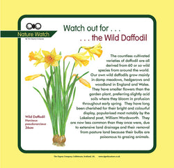 'Wild daffodil' Nature Watch Panel