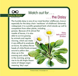 'Daisy' Nature Watch Panel