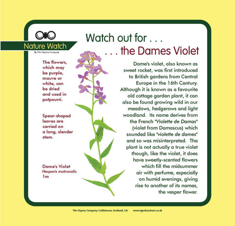 'Dame's violet' Nature Watch Panel