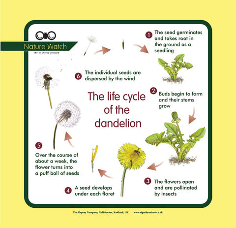 'Dandelion life cycle' Nature Watch Panel