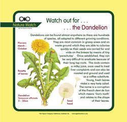 'Dandelion' Nature Watch Panel