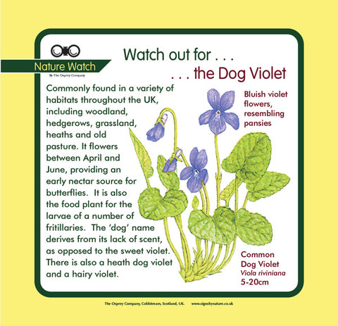 'Dog violet' Nature Watch Panel
