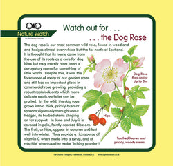 'Dog rose' Nature Watch Panel