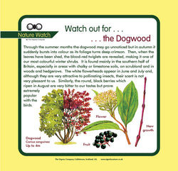 'Dogwood' Nature Watch Panel