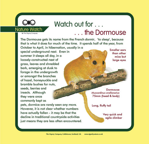 'Dormouse' Nature Watch Panel