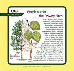 'Downy birch' Nature Watch Panel