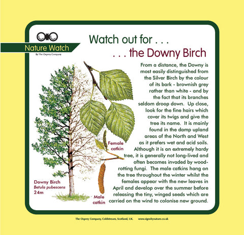 'Downy birch' Nature Watch Panel