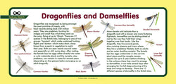 'Dragonflies & Damselflies' Nature Watch Plus Panel