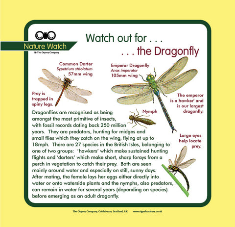 'Dragonfly' Nature Watch Panel