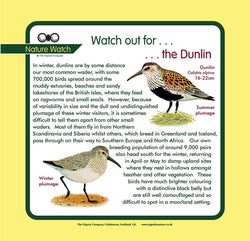 'Dunlin' Nature Watch Panel