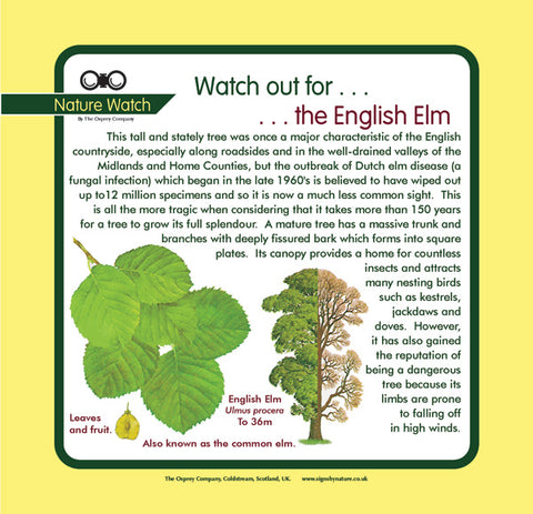 'English Elm' Nature Watch Panel
